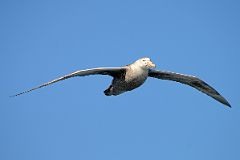 12A Northern Giant Petrel Bird From The Quark Expeditions Cruise Ship In The Drake Passage Sailing To Antarctica